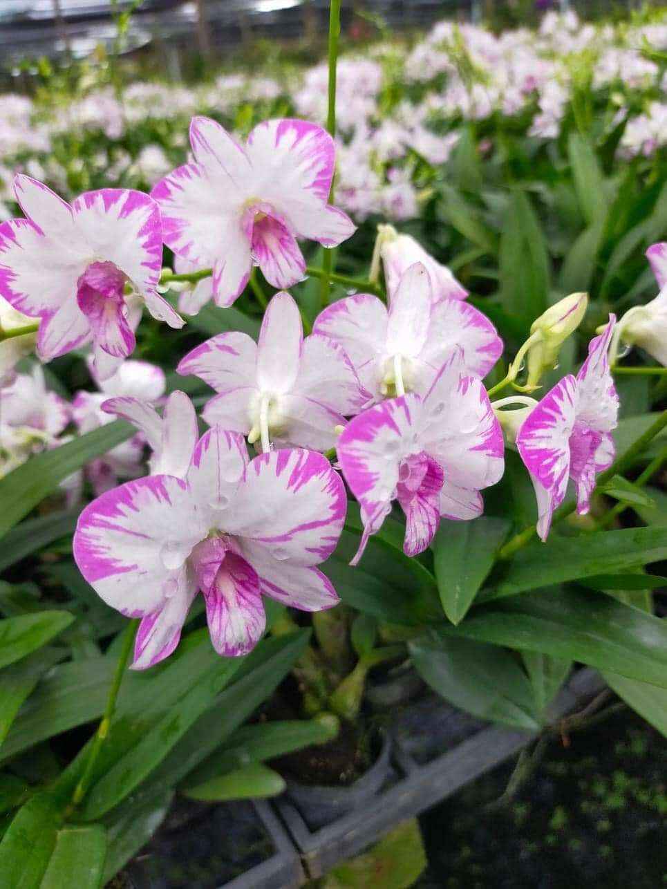 Denro chớp enobi giống