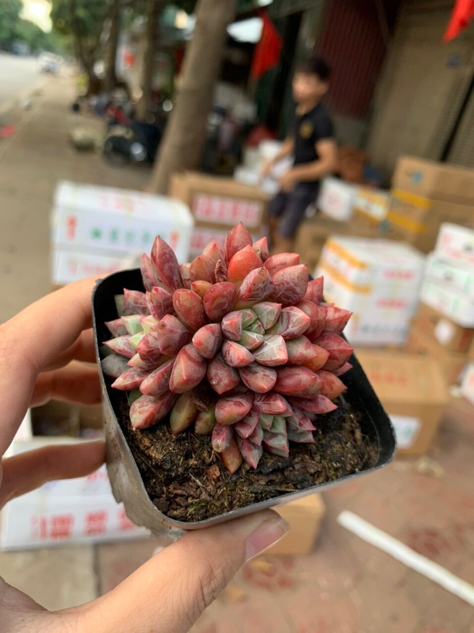 Cây sen đá đốm đỏ huyết yến
