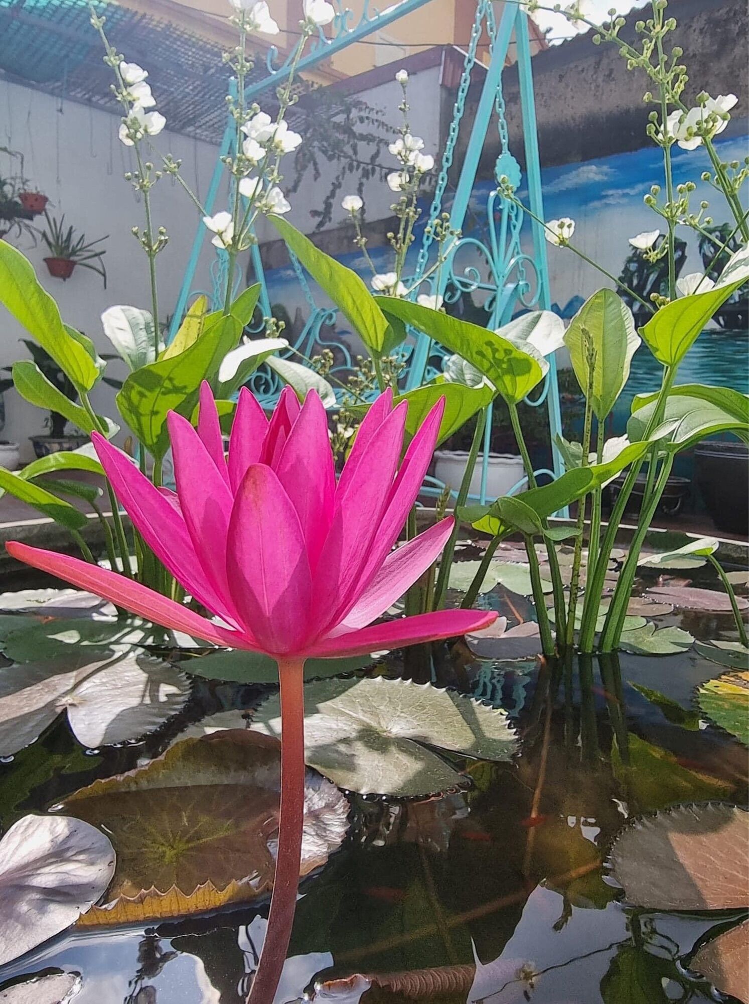 Củ hoa súng thái chơi Tết