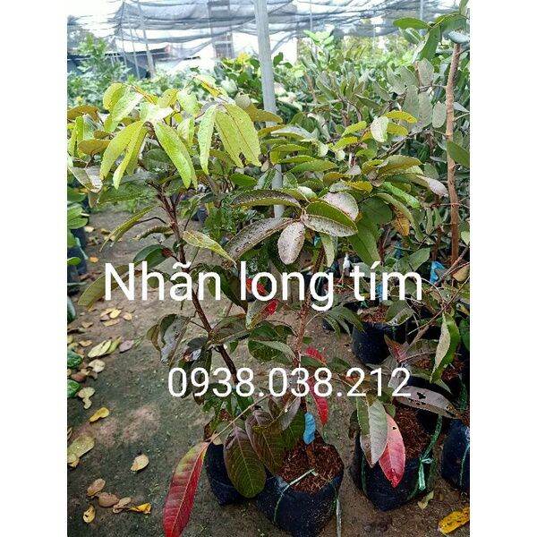 CÂY GIỐNG NHÃN LONG TÍM CHUẨN F1
