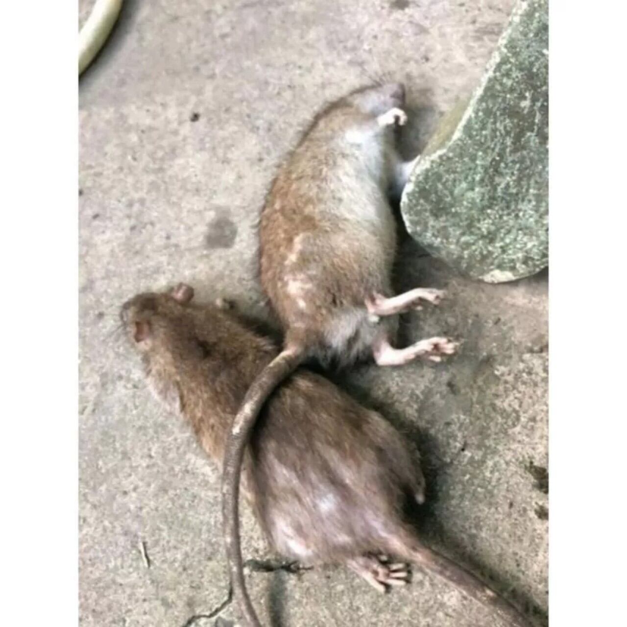 (cam kết chết nhanh) THUỐC DIỆT CHUỘT 🐀🐭 THUỐC DIỆT CHUỘT NƯỚC TRUNG QUỐC