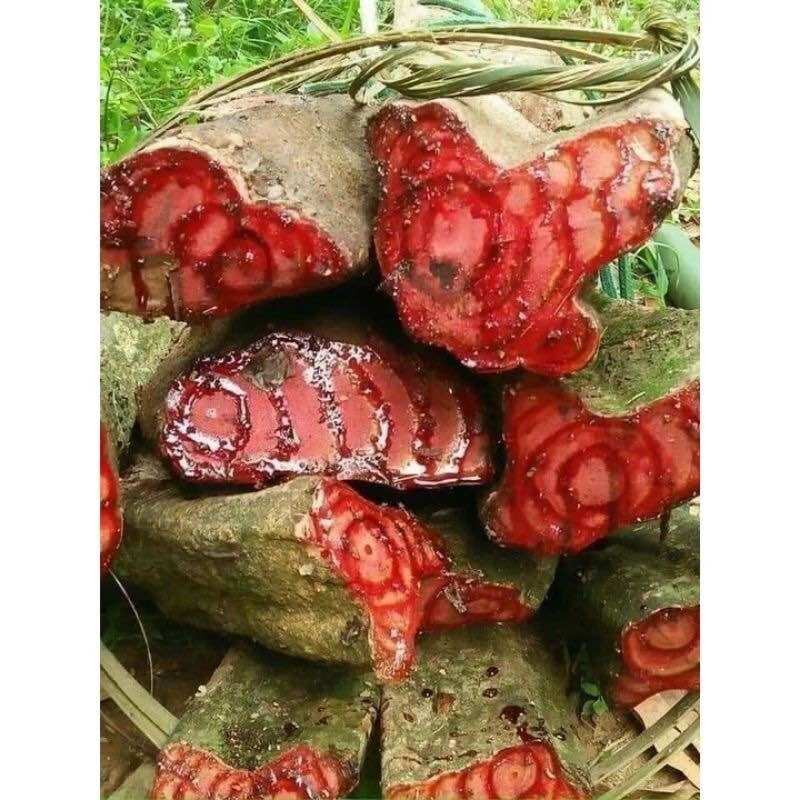 Huyết đằng hom giống