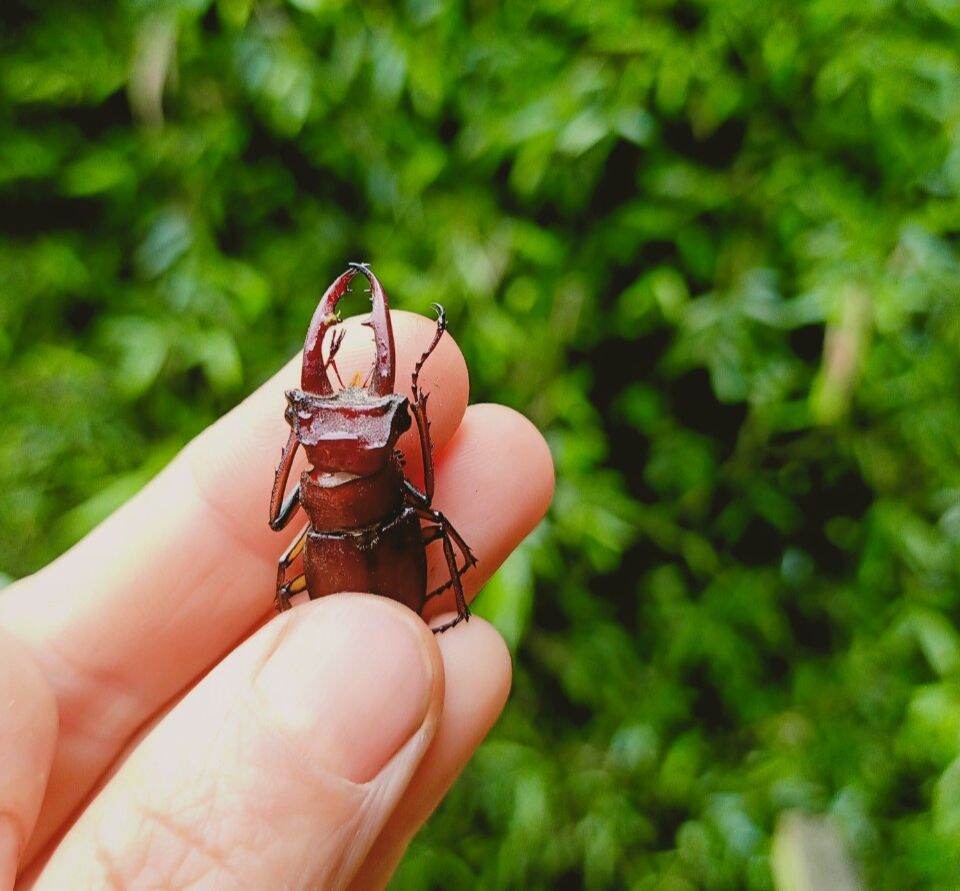 Bọ cánh cứng Stag Beetle, bọ hai sừng đẹp
