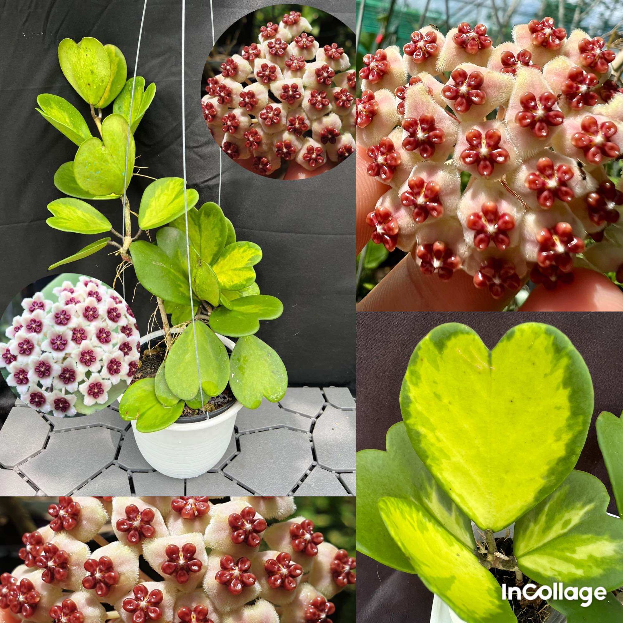 Hoa Cẩm cù hoya Kerrii var thân leo size 03 như hình, lá hình tim, ra hoa theo mùa