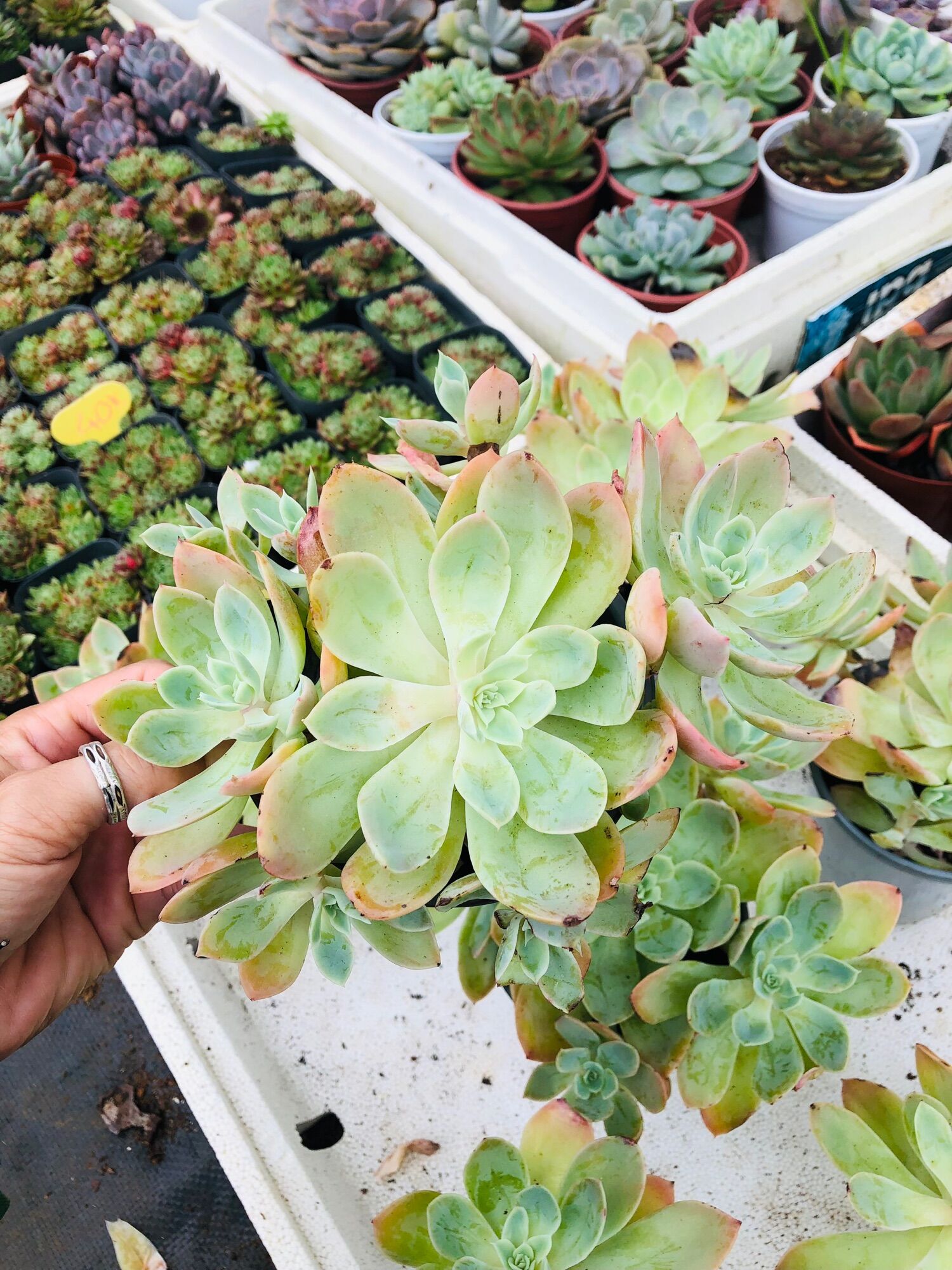 Sen đá Cánh Cam 20cm