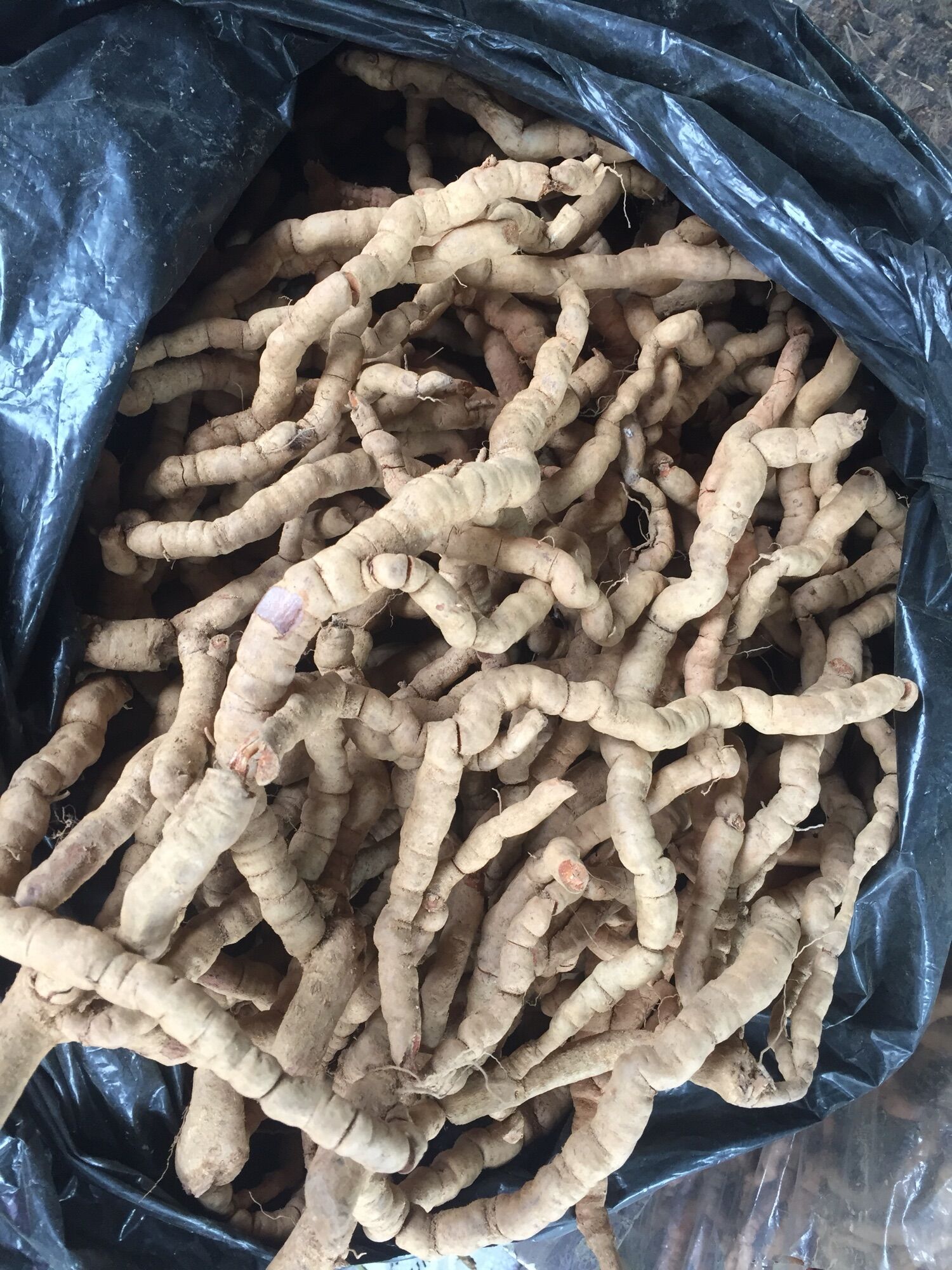 (1kg ) BA KÍCH  Tím QUẢNG NINH TƯƠI  Nguyên củ ( Chưa Tách Lõi )