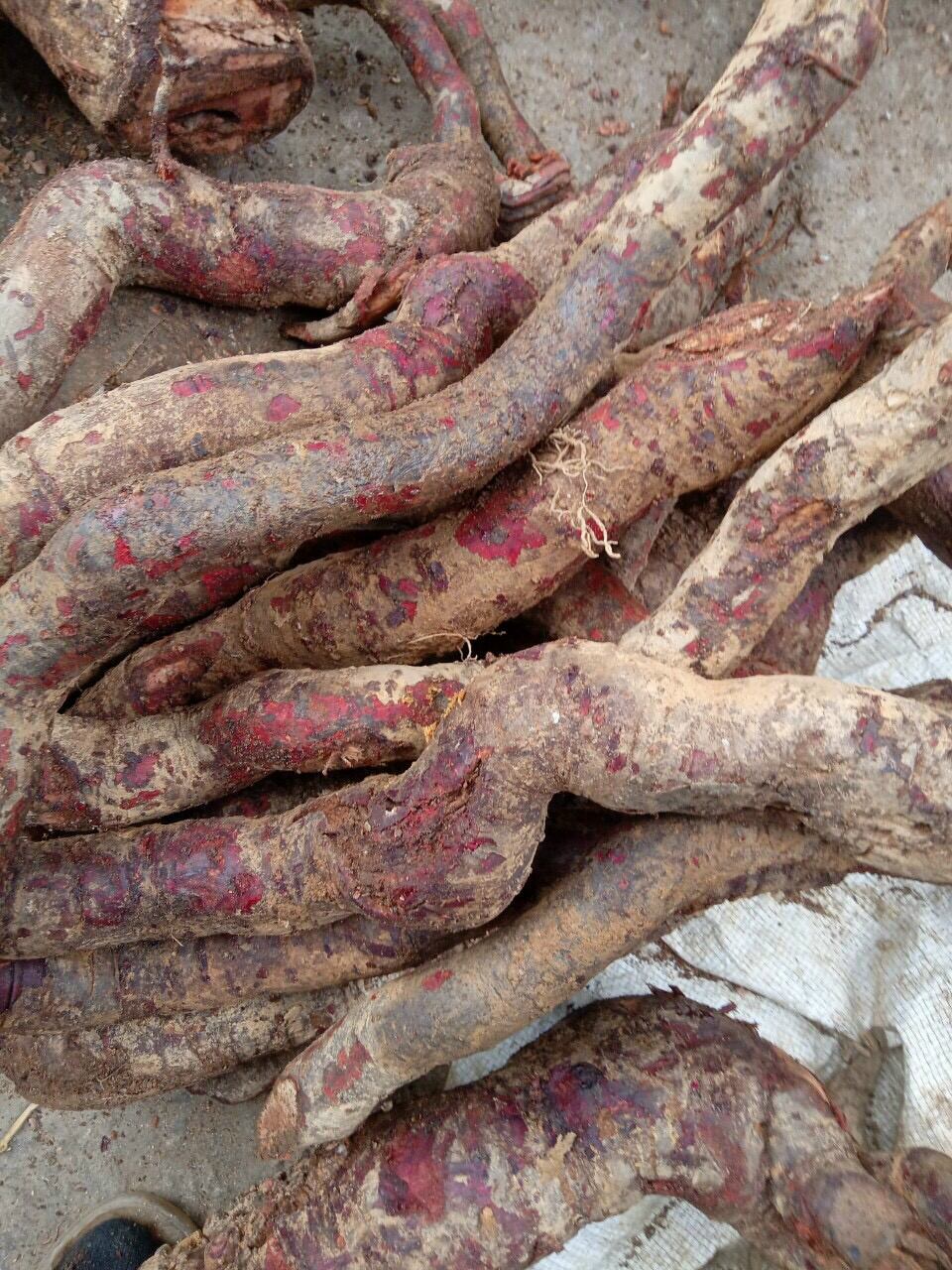 rễ cây mú từn tươi