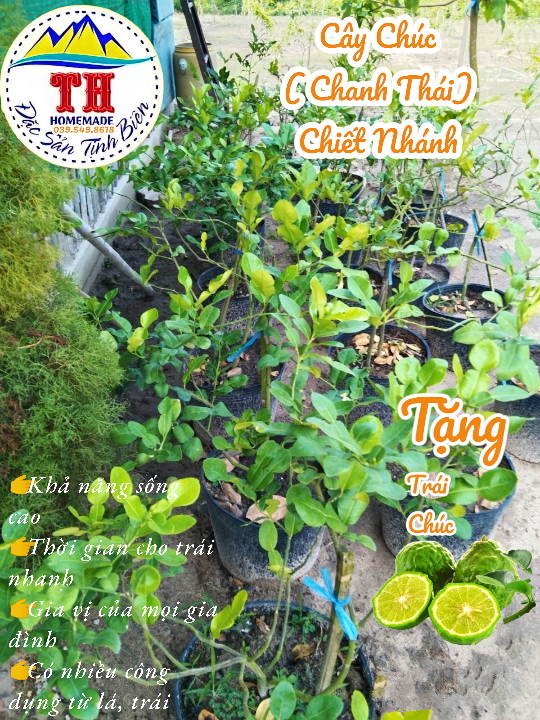 Cây Chúc ( Chanh Thái ) - Chiết Nhánh - Đặc sản An Giang ( Cây chanh Thái lá số 8)