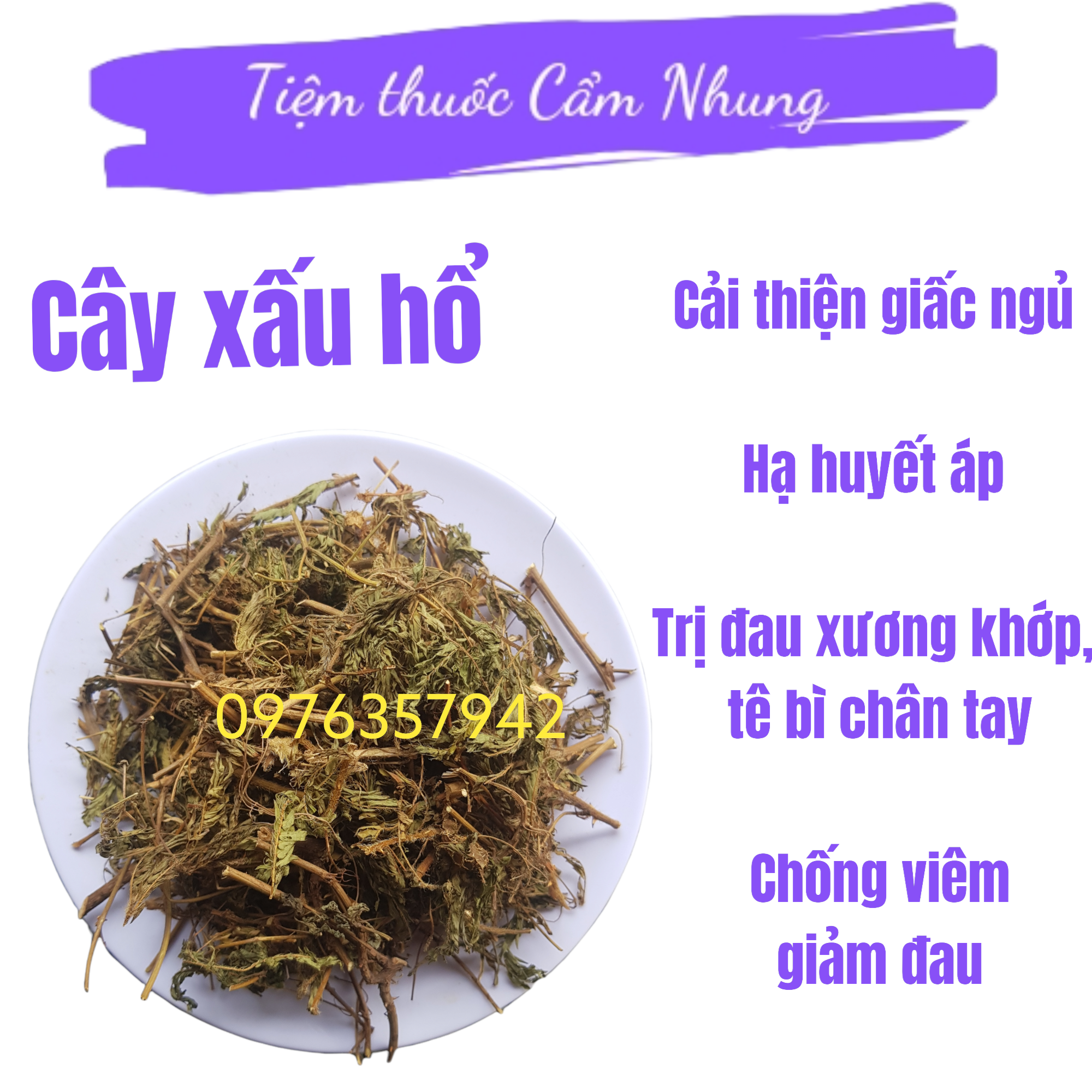 1kg cây xấu hổ, cây buồn ngủ, cây trinh nữ giúp ngủ ngon, giam dau nhuc xuong khop