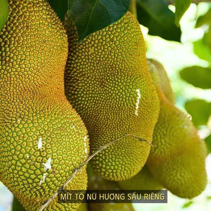 Cây mít ố nữ sầu riêng