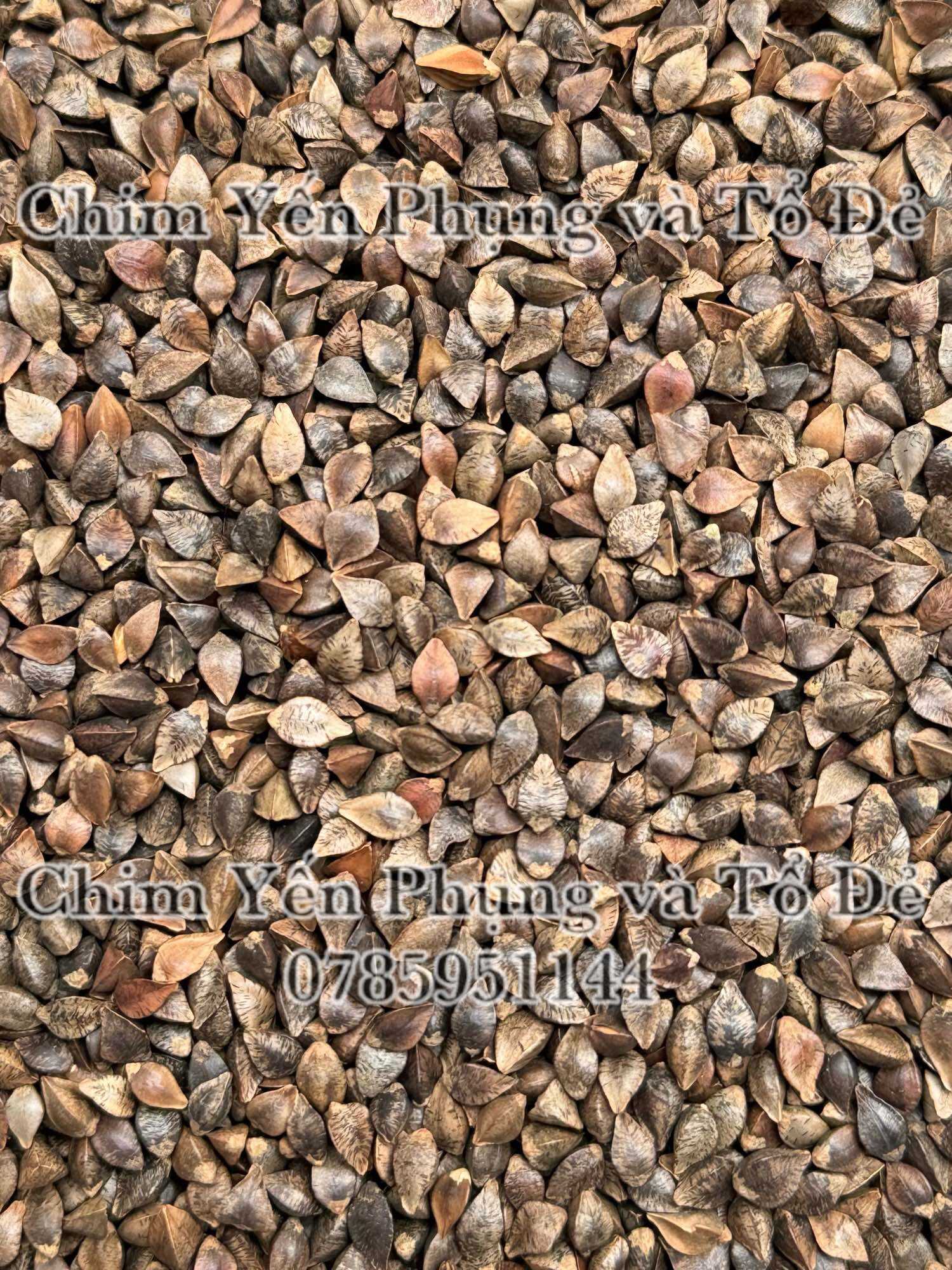 Hạt ba khía/Hạt kiều mạch (Buckwheat)-thức ăn: Hamster, Sóc, Vẹt...