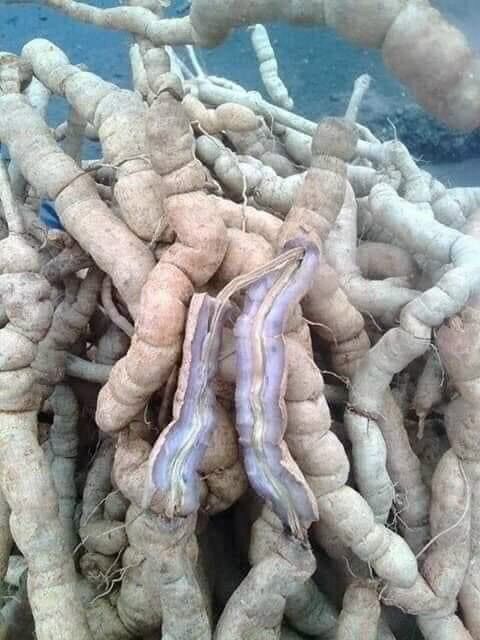 Ba kích tím Quảng Ninh 250k/kg