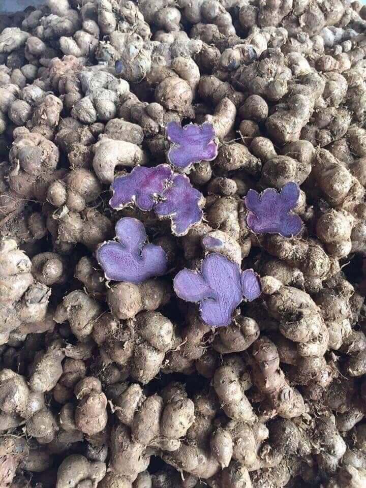 Gừng tím tươi ( ngải đen) 1kg