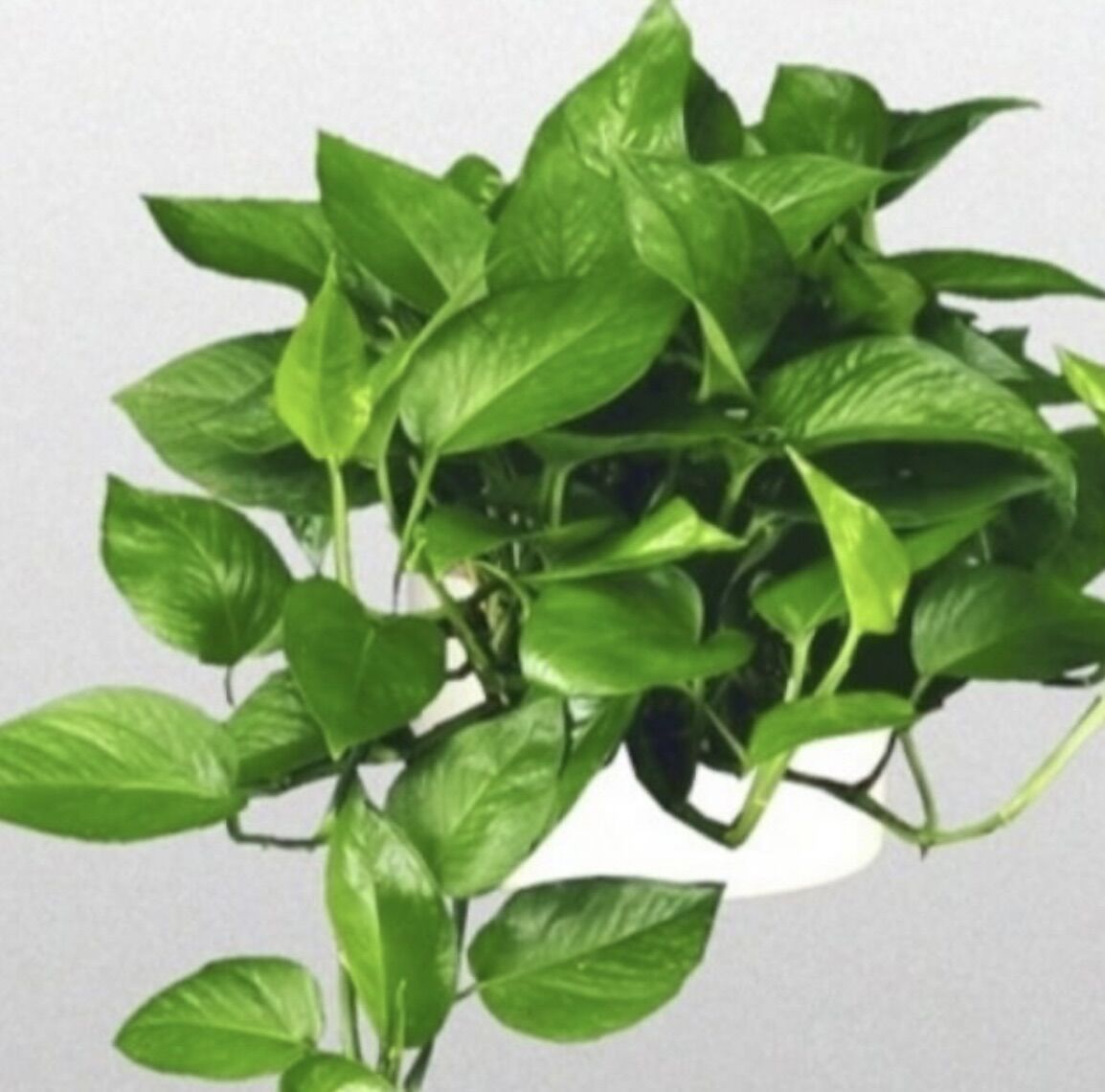 [HCM]Cây Trầu bà Thái mini