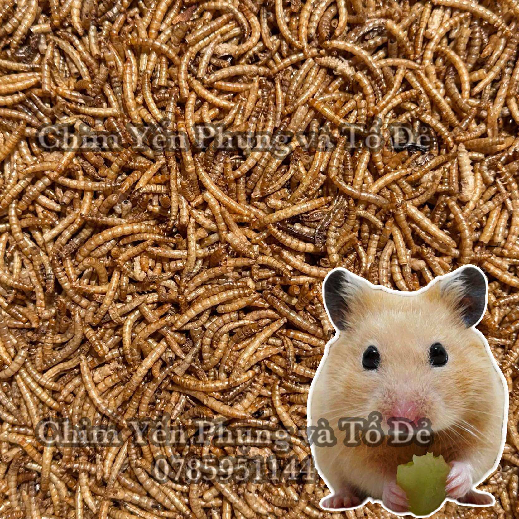 100g Sâu sấy khô Superworm size trung bổ dưỡng - thức ăn: Hamster, gà, chim cảnh, sóc bay...