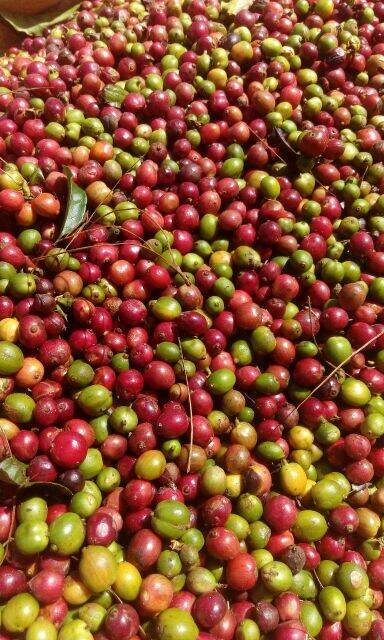 CAFE MIKA HẠT RANG MỘC ROBUSTA CHỈ CÓ 1 MÌNH CAFE Đak Lak (500gr)