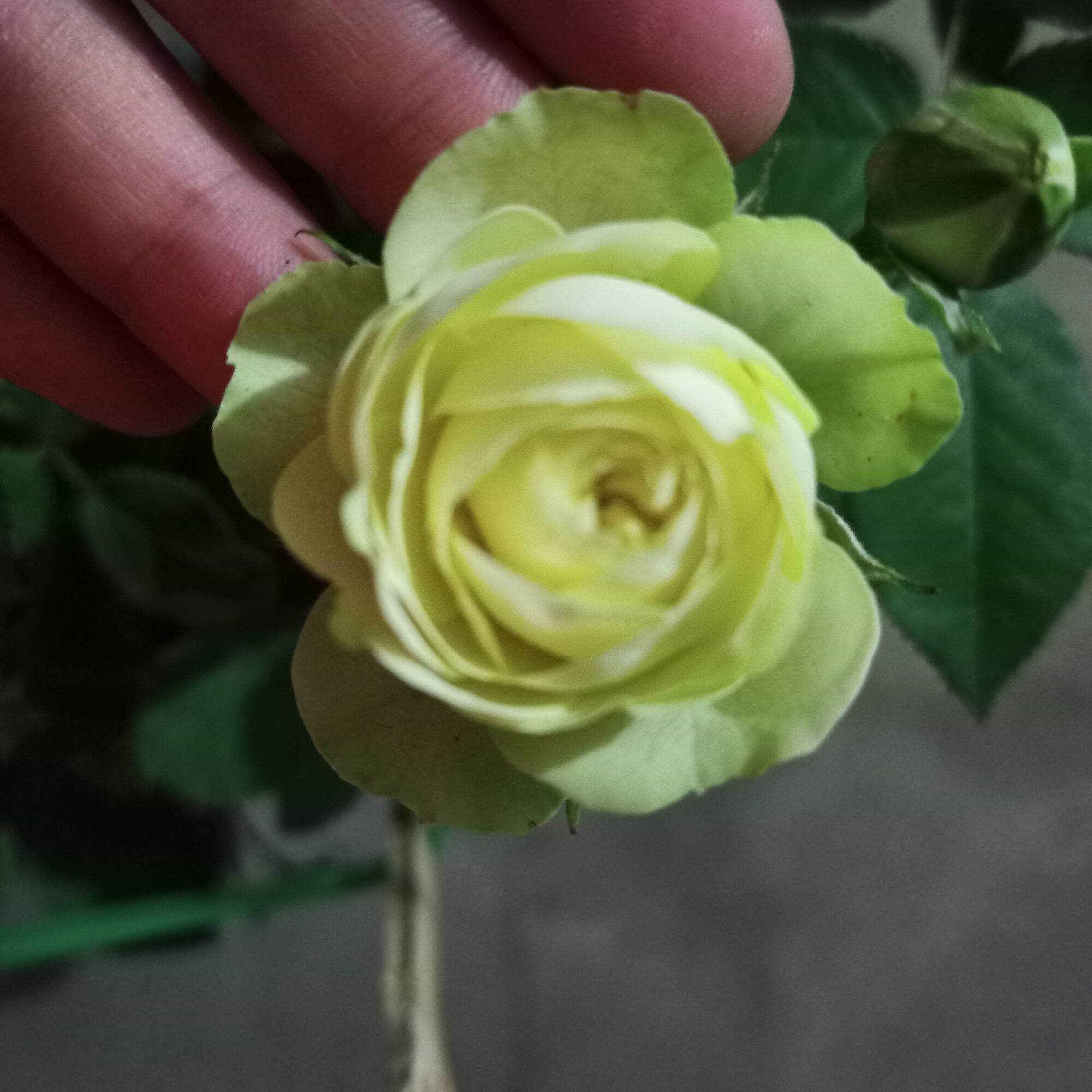 Hoa hồng creamy eden cao từ 40cm