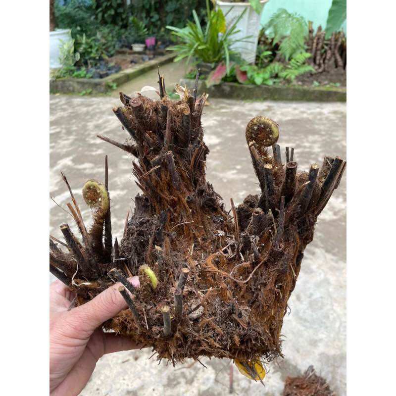 Dương xỉ thân gỗ (đang nhú mầm)