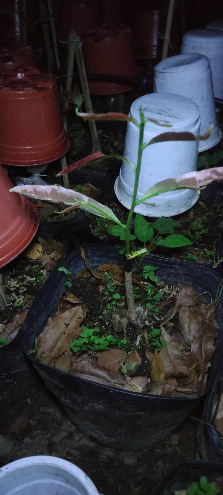 Mai Giống Cúc Thọ Hương lá cẩm thạch