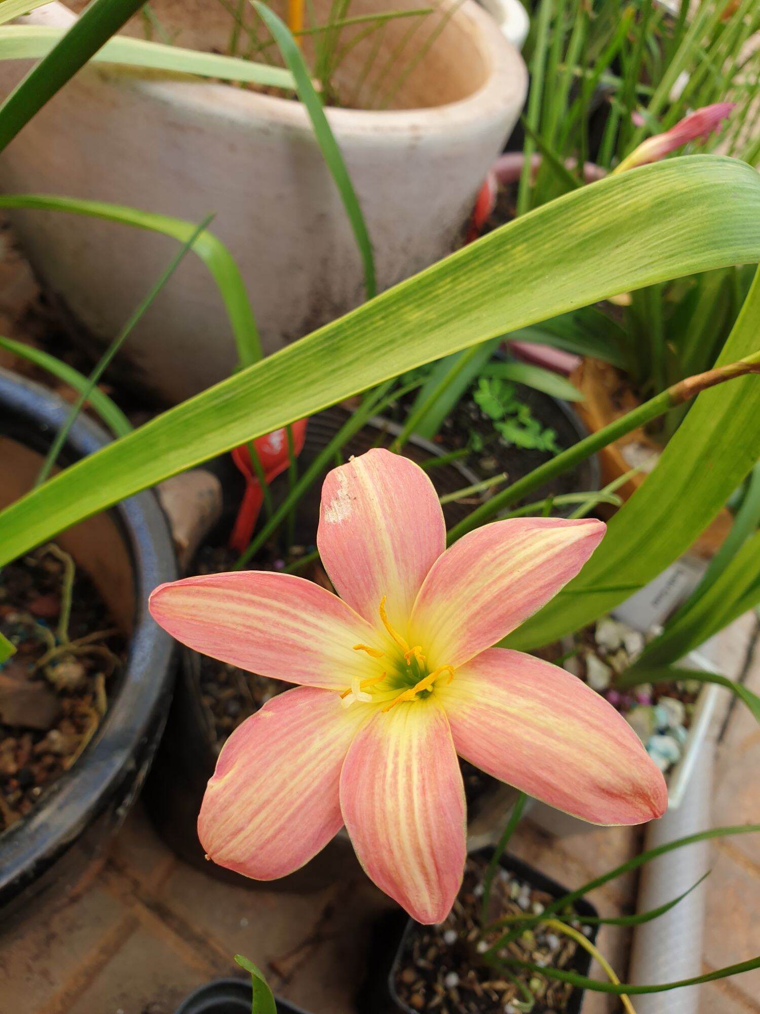 Củ huệ mưa Rustic Ray hoa cam sọc vàng ( củ mẹ to)