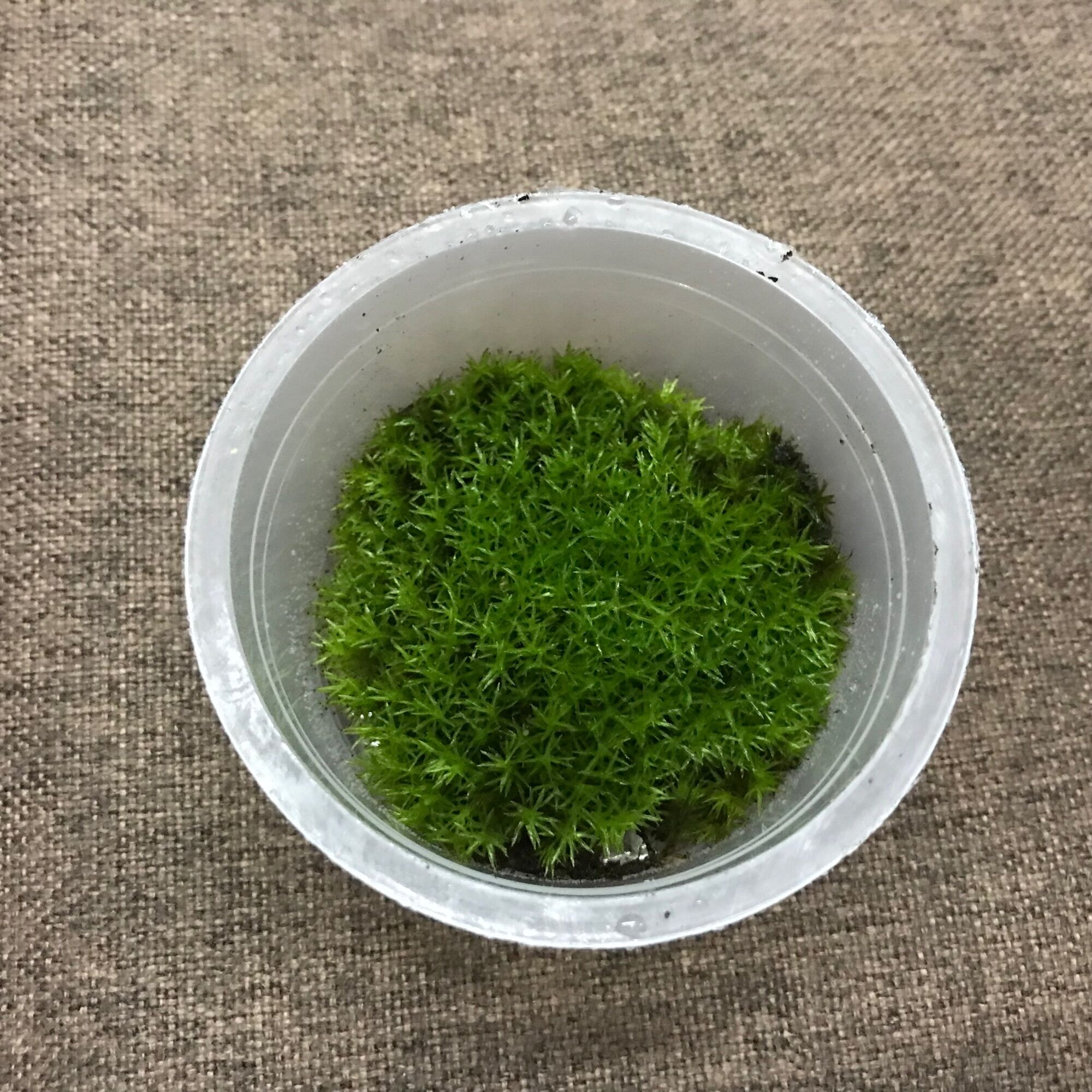 Hộp rêu sao size 6,8cm x3cm