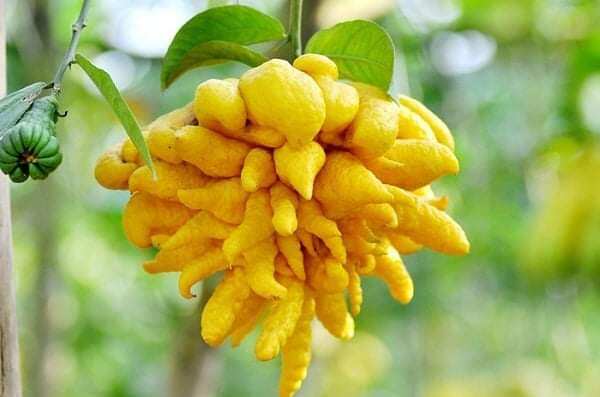 Cây giống phật thủ siêu sớm