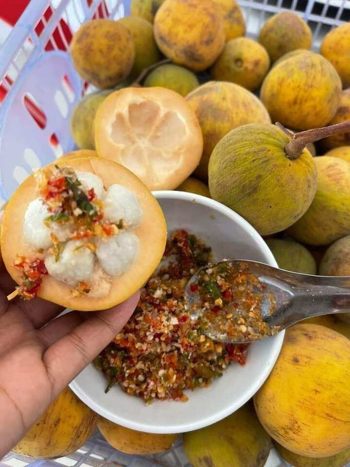 Cây giống măng cục rừng chuẩn giống có bầu đất xanh tốt
