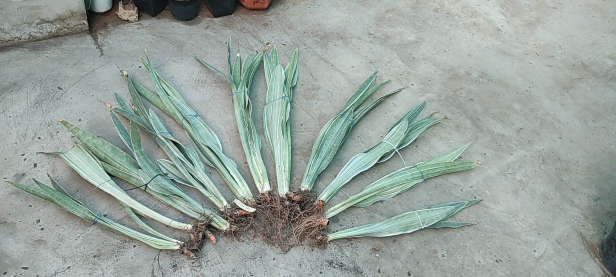 Cây lưỡi hổ sọc bạc - Sansevieria Metallica Siam Silver