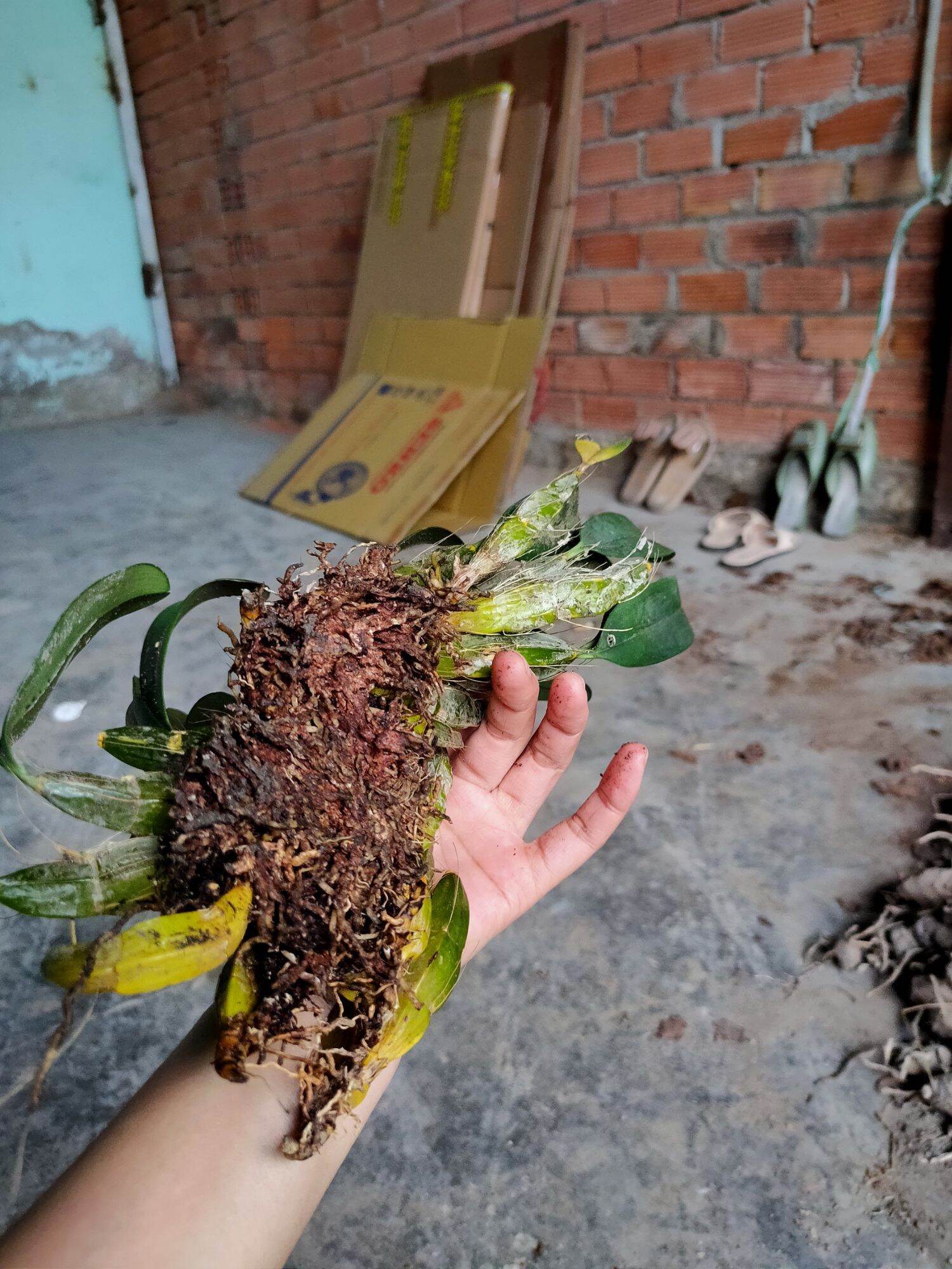 Combo 2 bó Lan Vảy Rồng