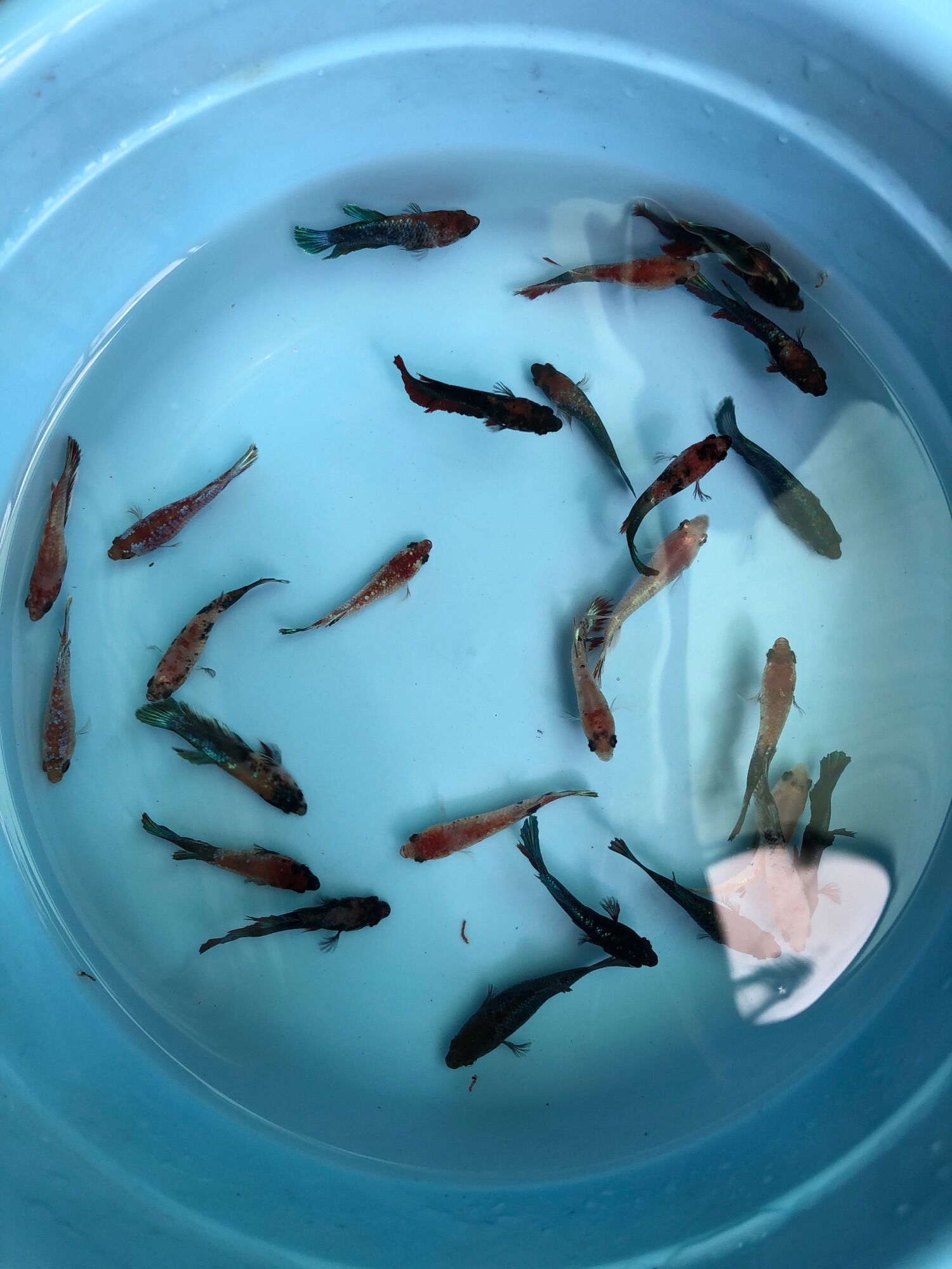 Cặp betta thuỷ sinh 35k