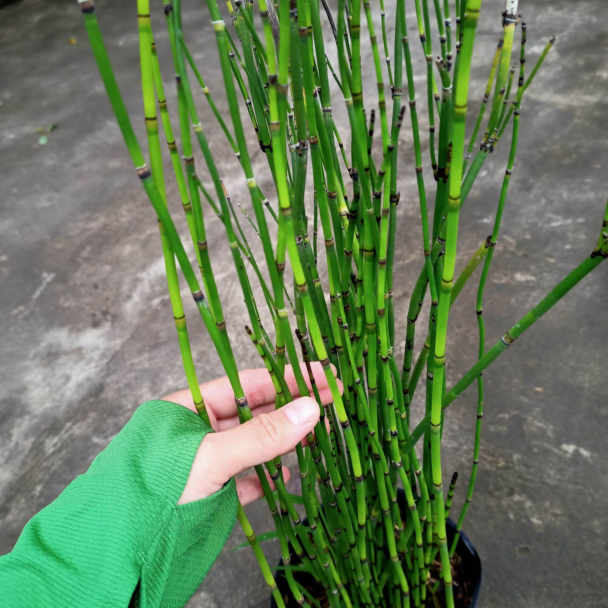 Chậu cây thiền trúc, trúc không lá