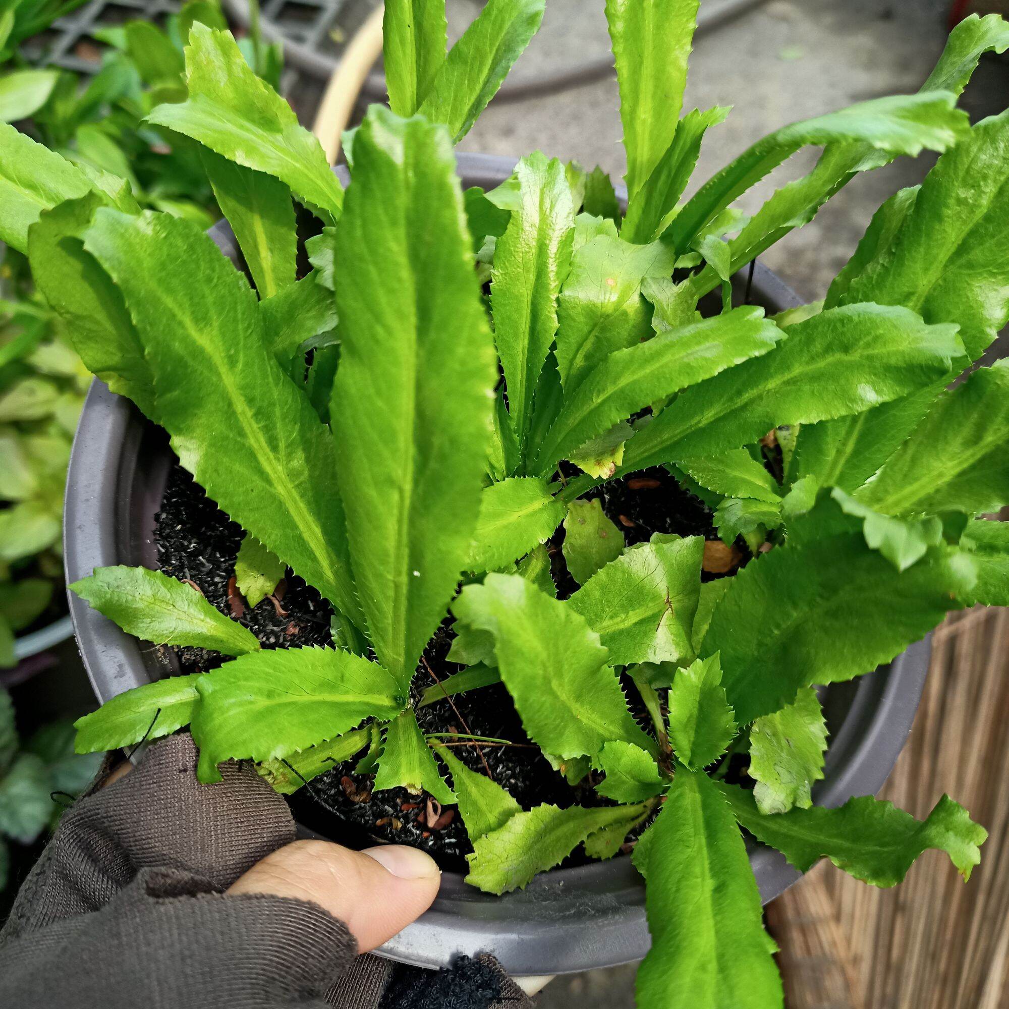 Chậu rau ngò gai