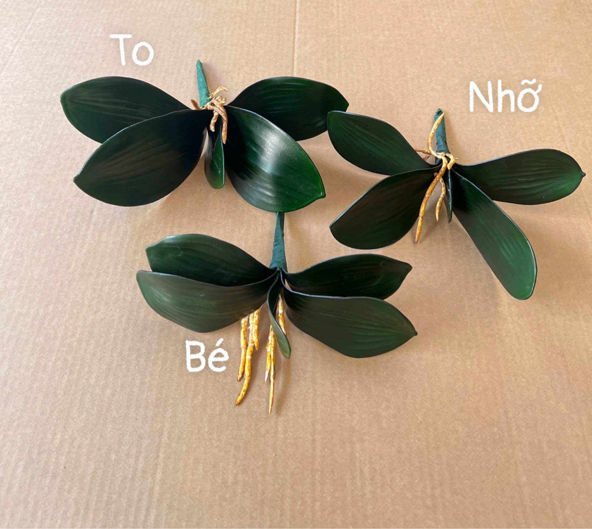 Gốc lan, lá lan cao su hồ điệp cao cấp