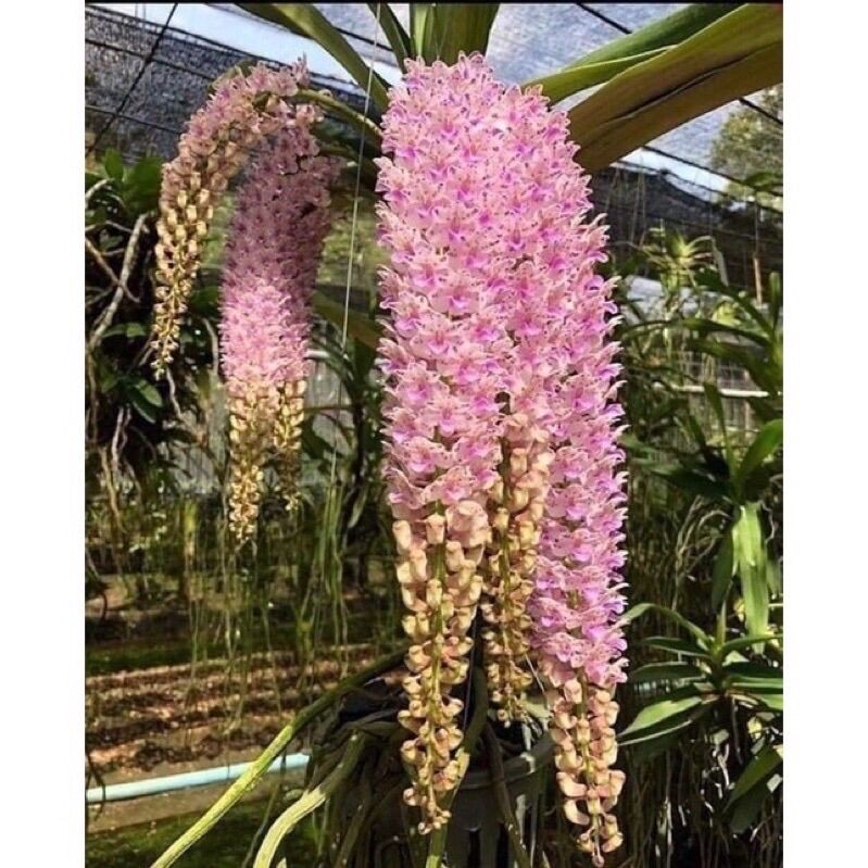 Hoa lan đột biến đuôi chồn