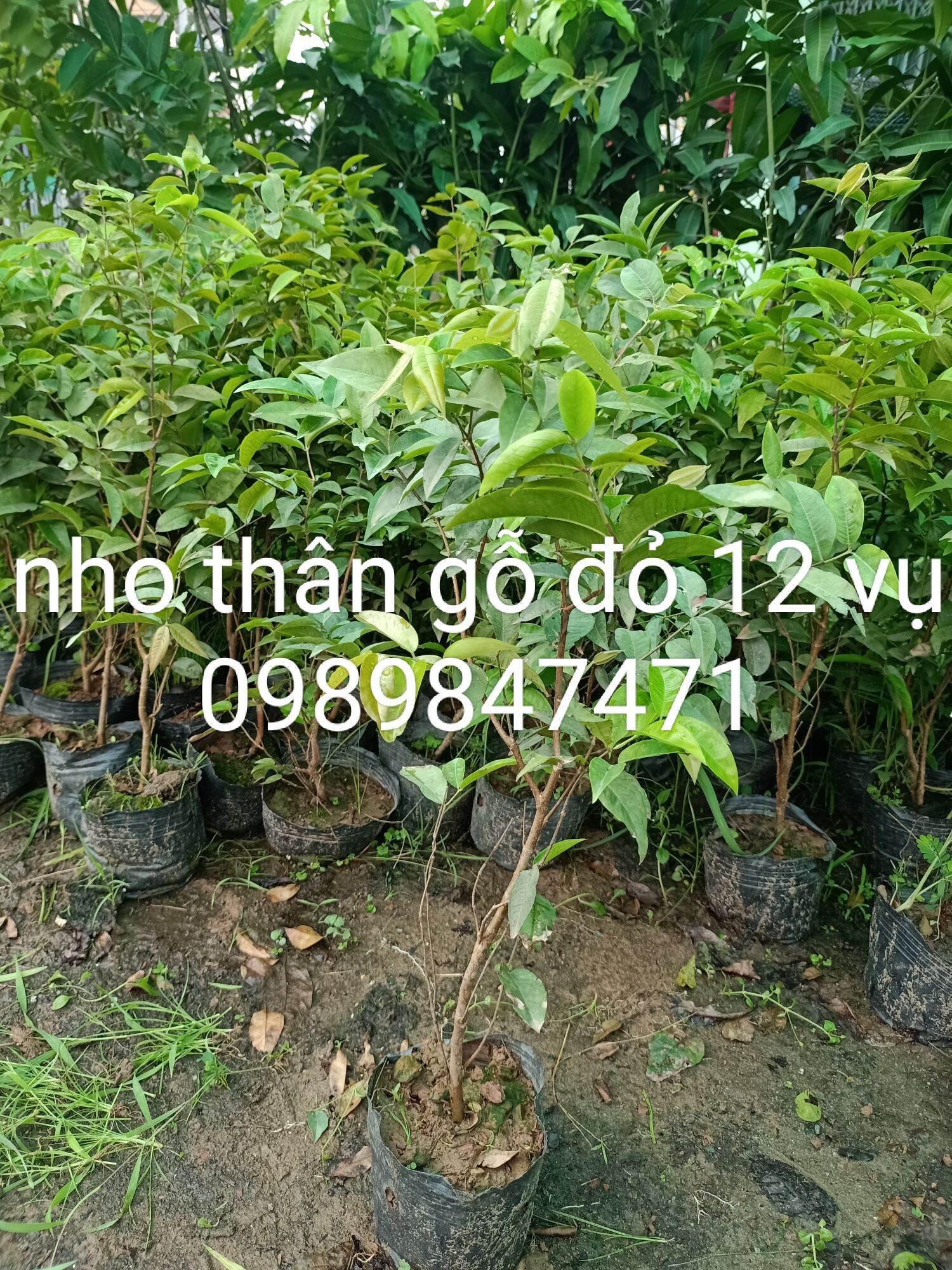 Nho thân gỗ đỏ 12 vụ chuẩn giống
