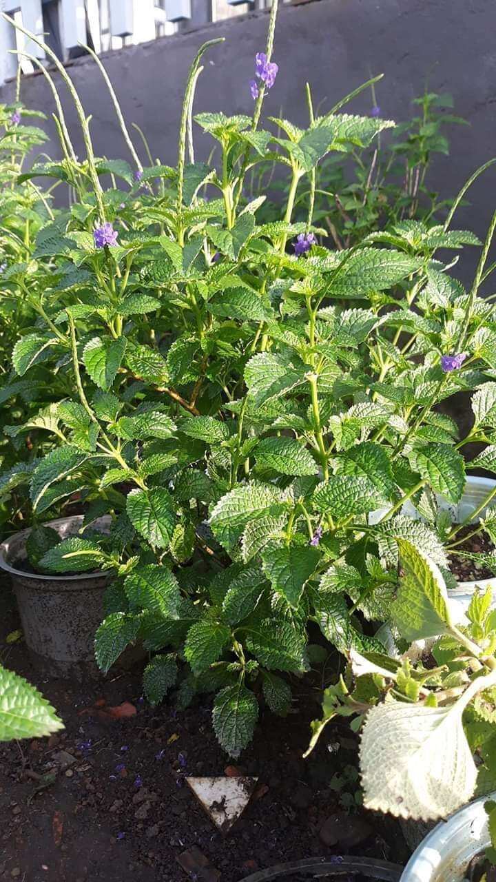 Cây đuôi chuột khô (1kg)