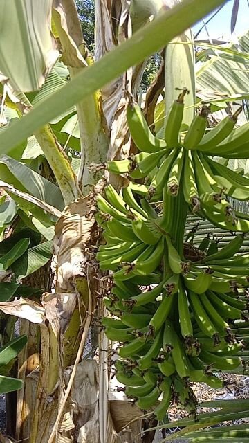 Cây giống chuối già hương