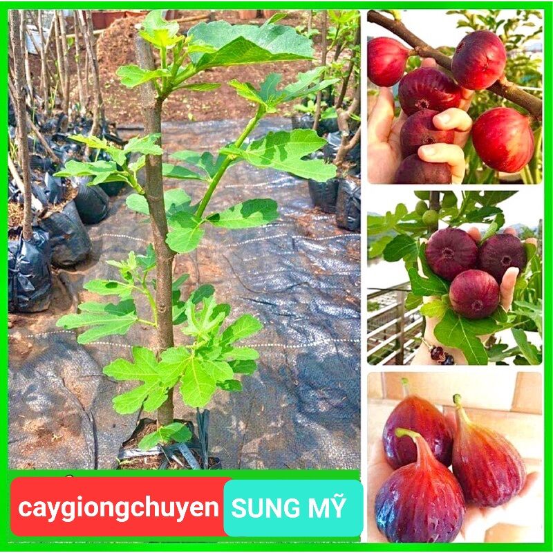 GIỐNG CÂY SUNG MỸ