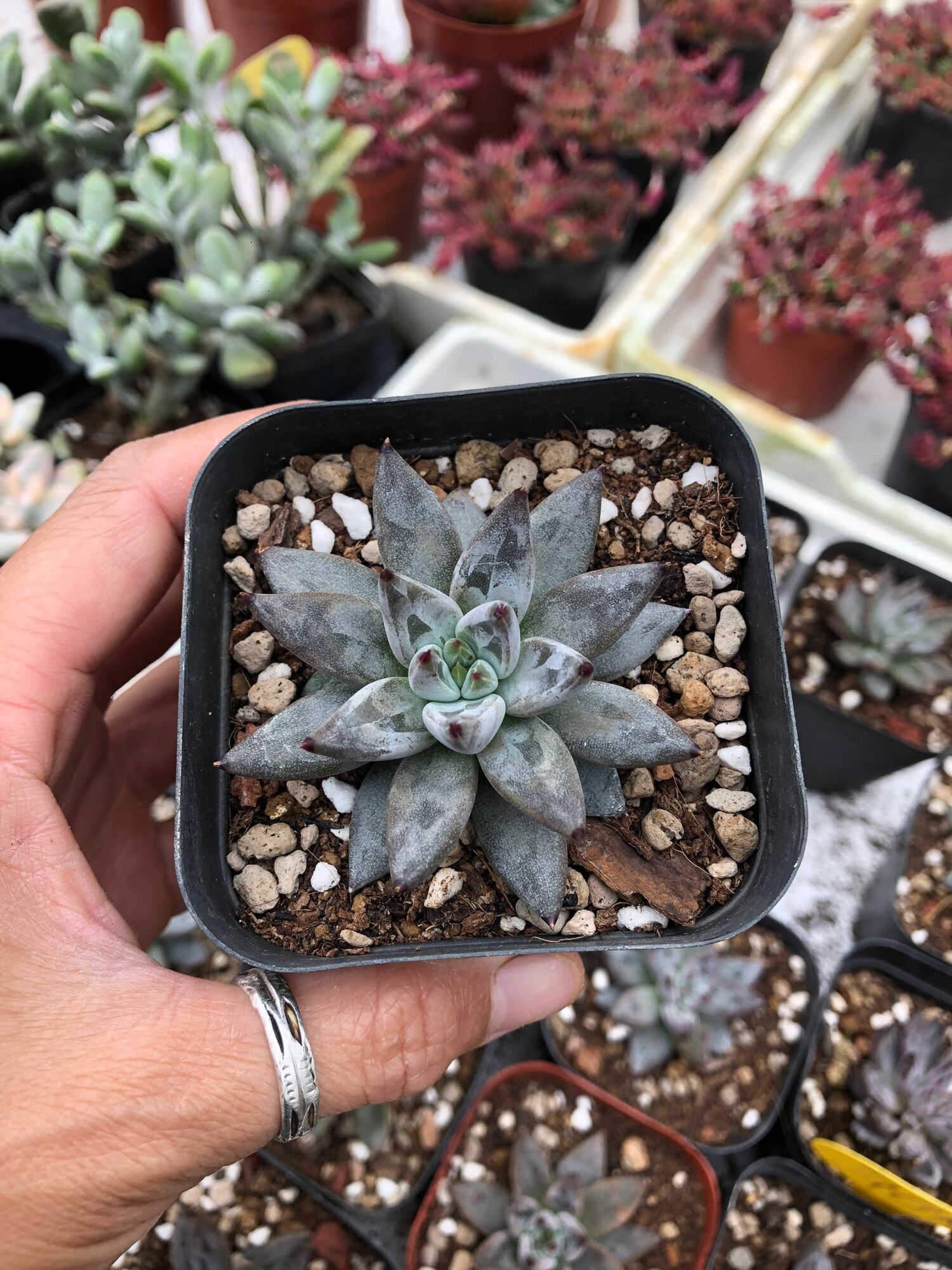 Sen đá Vuốt Đen 6cm
