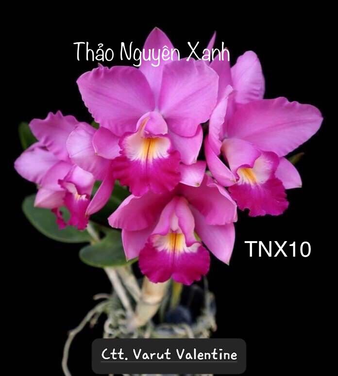 Tn10 - lan cattleya mini hoa thơm - cây trưởng thành đủ tuổi hoa