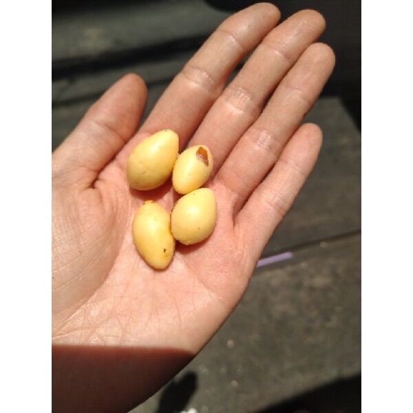 Bạch quả 500g