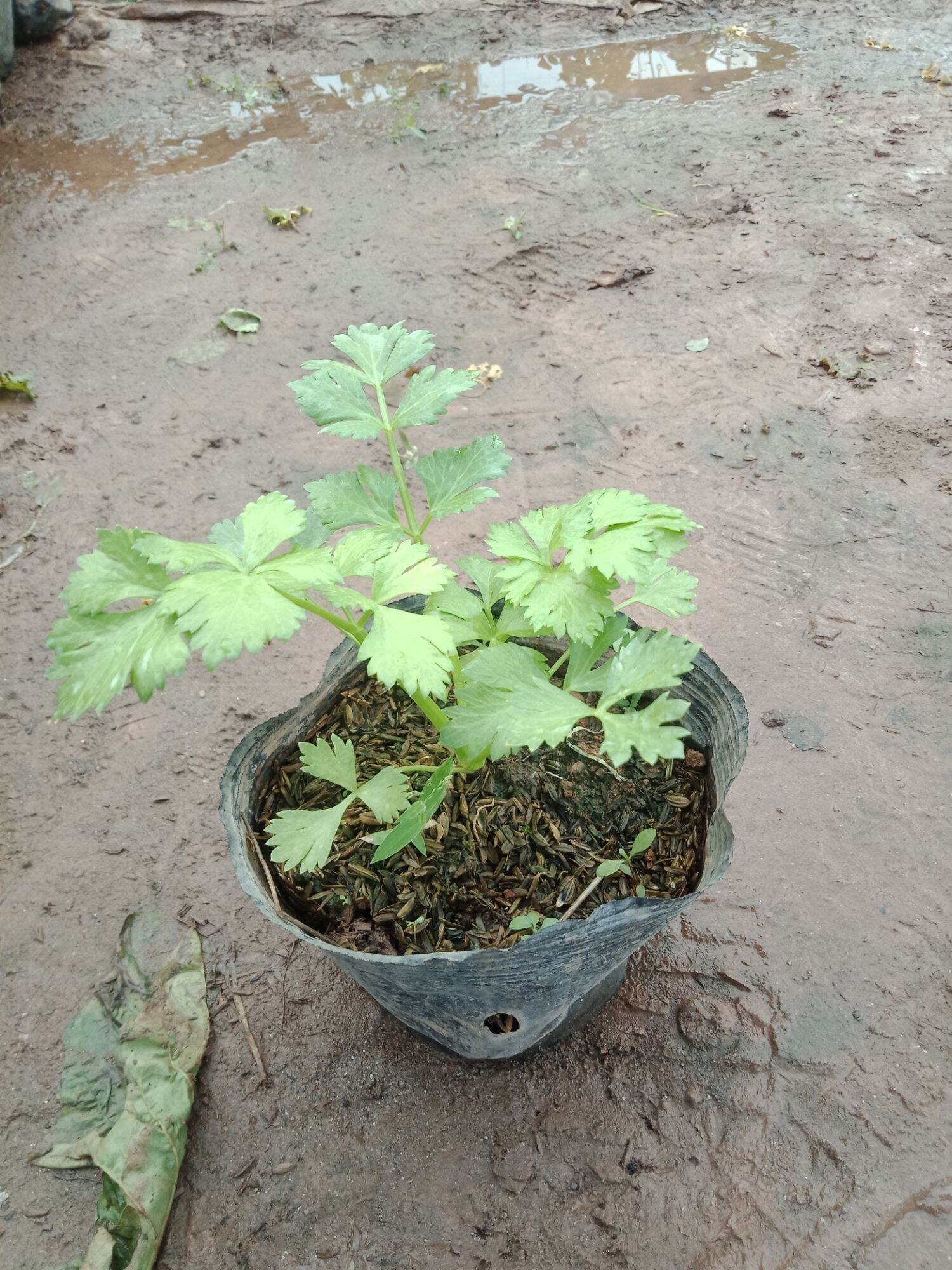 cây rau cần tây