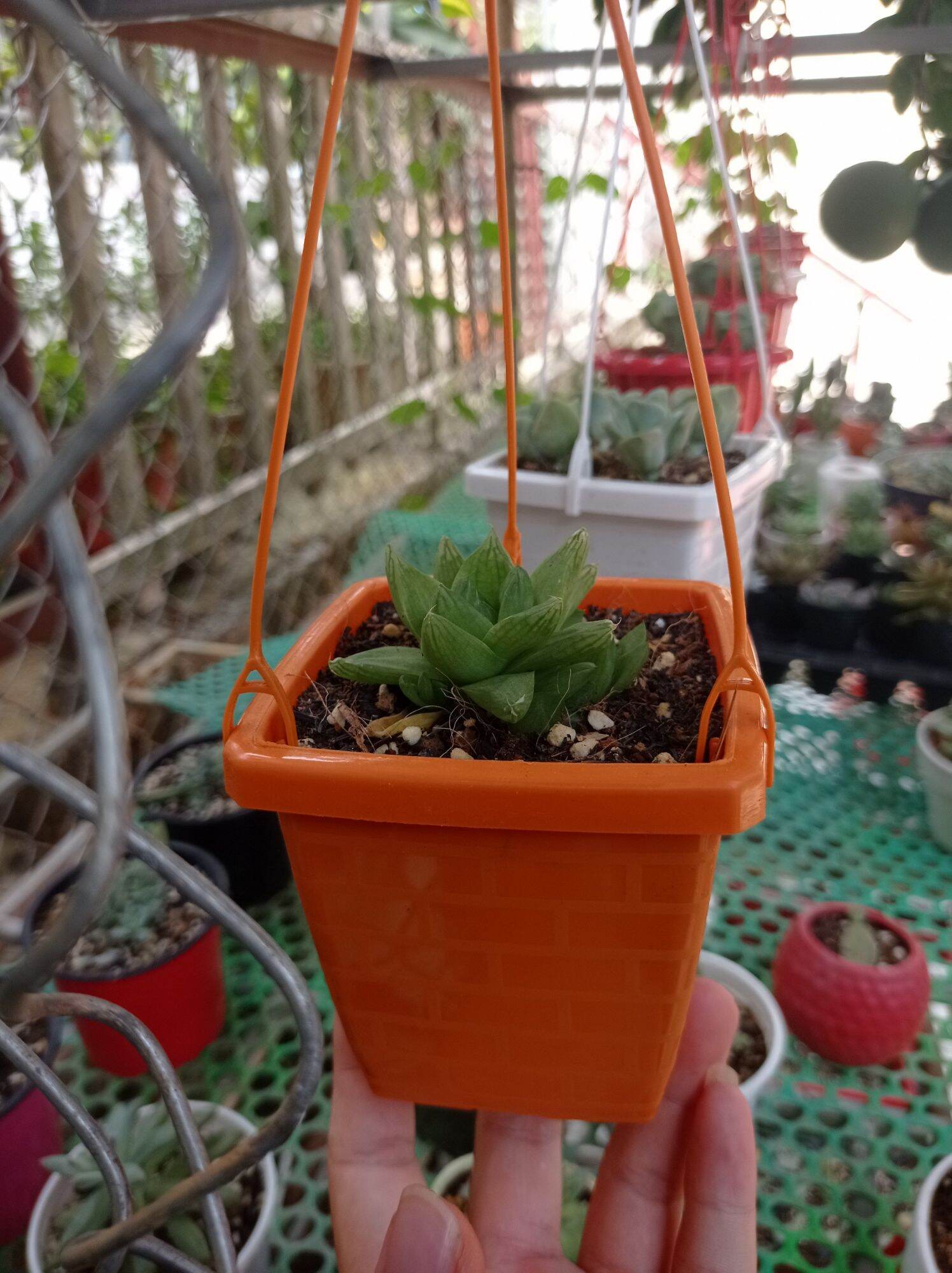 Chậu vuông trồng cây có móc treo
