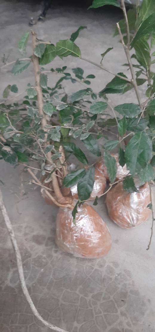 Cây duối cảnh (1 cây duối giống)