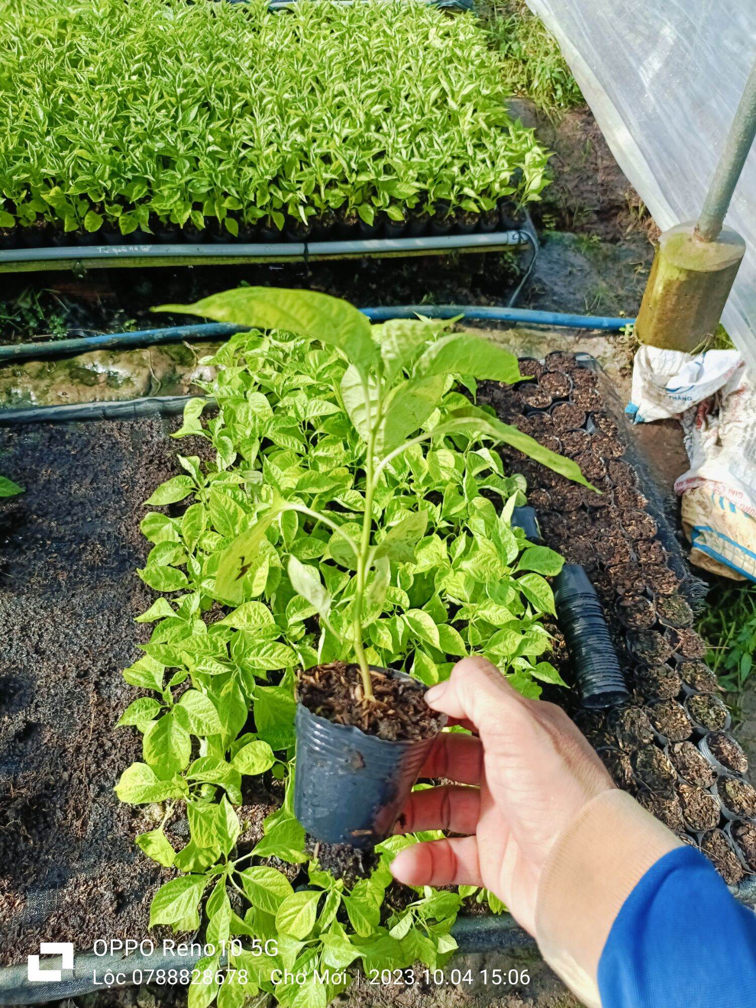 CÂY ỚT 7 POT Douglah choco CÂY GIỐNG