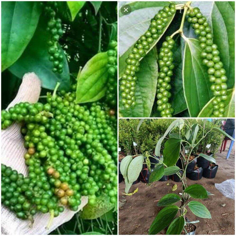 Cây Giống Tiêu Xanh. Cây Tiêu Xanh trồng chậu hoăc thùng xốp làm gia vị cho gia đình. Cây giống khỏe cao từ 20cm