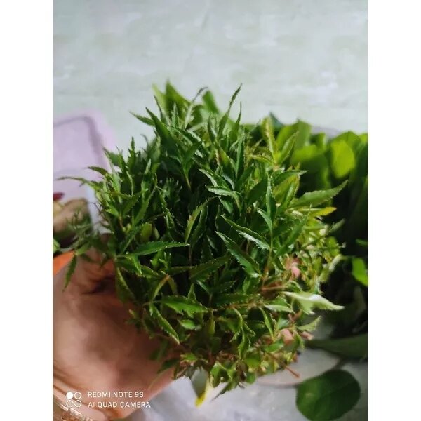 COMBO các loại rau rừng