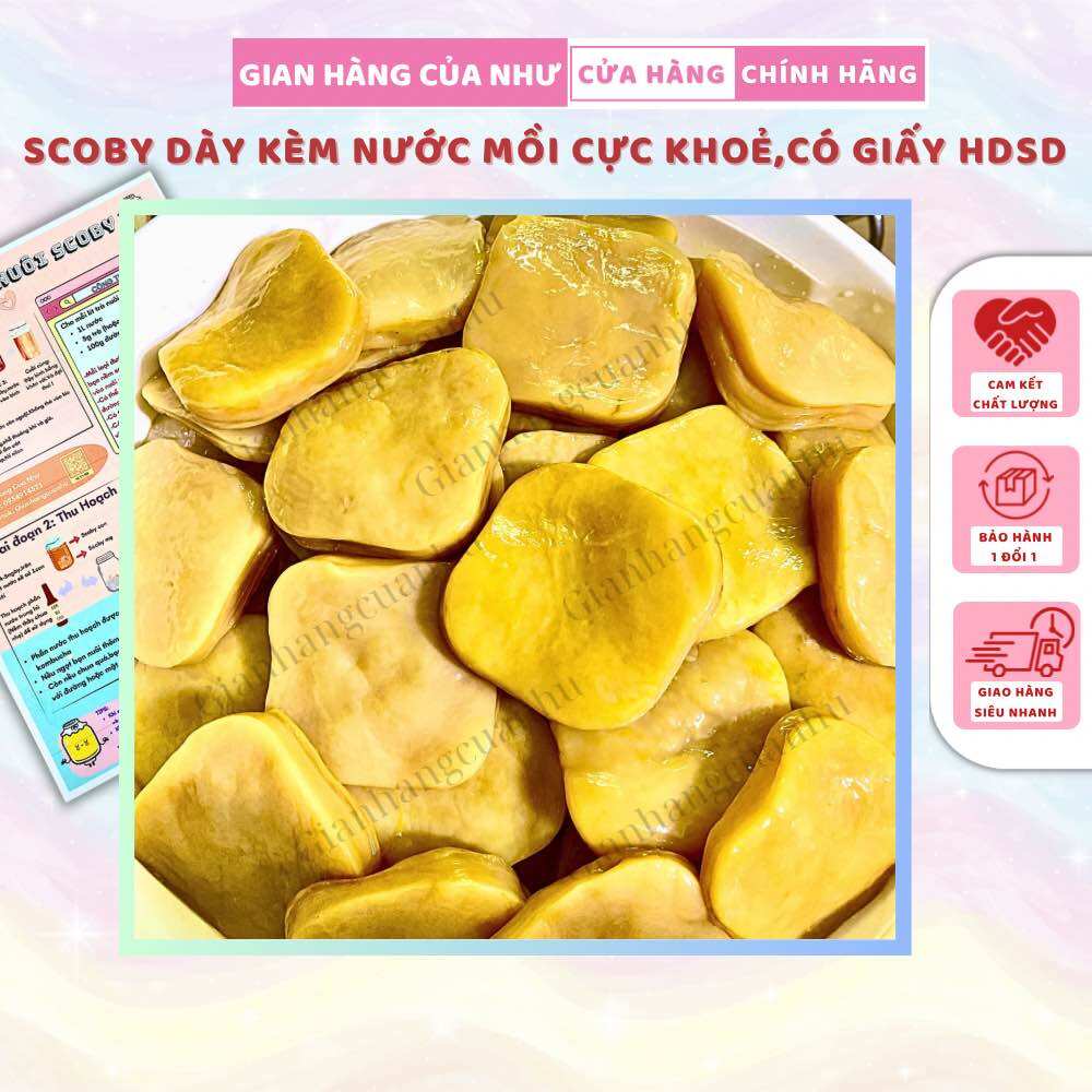 Scoby làm kombucha kèm nước mồi,con giống làm trà kombucha,scoby làm trà trái cây lên men_Gianhangcuanhu