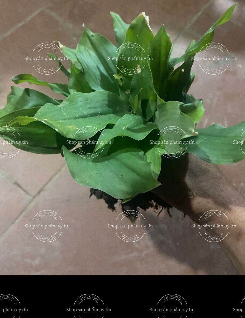 Củ địa liền giống cũ (1 cây hoặc củ giống theo mùa)