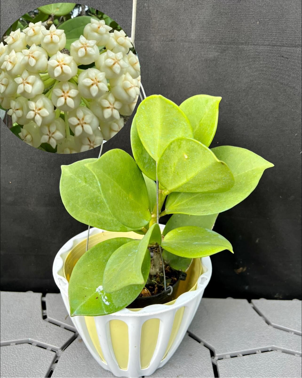 Chậu Cẩm cù Hoya pachyclada white nhiều kích thước